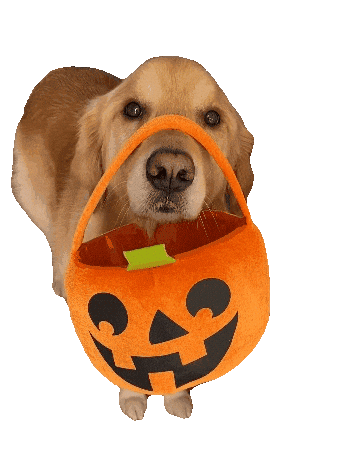 Trick Or Treat Halloween Sticker by Finley