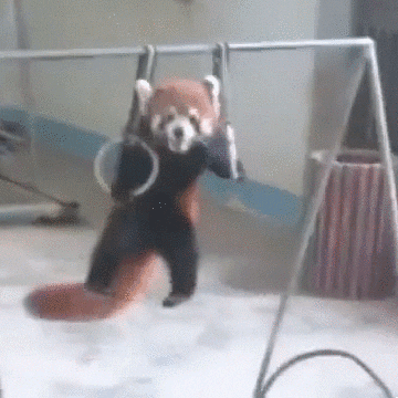 10 Best For Animated Cute Red Panda Gif Lee Dii