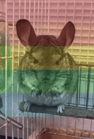 Pennysely GIF