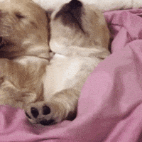 puppies sleeping GIF
