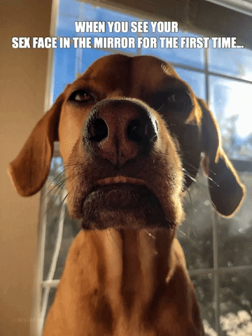 Dog GIF