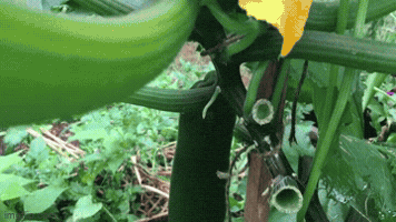 Organic Backyard Gardening Channel Via Youtube GIF