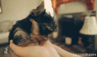 licking yorkshire terrier GIF