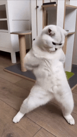 Dance Dancing GIF
