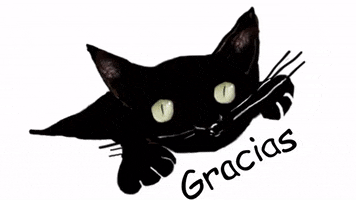 Gato GIF