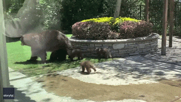 Bear Pool GIF by Storyful