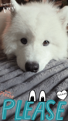 Beg Please GIF
