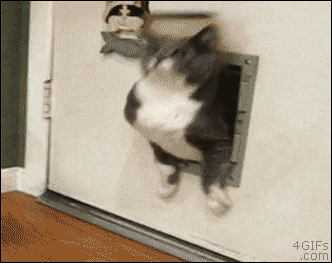 Image result for fat cat trying to get through the pet door animated gif