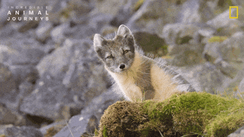 National Geographic GIF by Nat Geo Wild