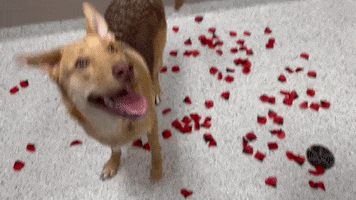 Valentines Playful Dog GIF by Operation Kindness