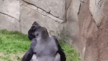 animals being jerks zoo GIF