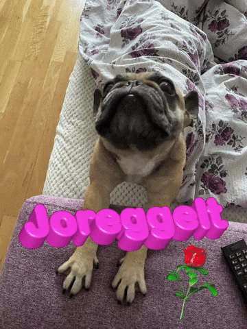 Dog Bulldog GIF