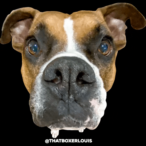 Dog Louis GIF by fittabulouslife