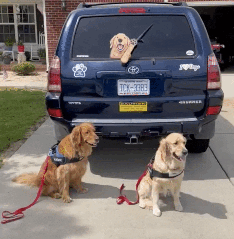 Goldenretrievers GIF by WiperTags Wiper Covers