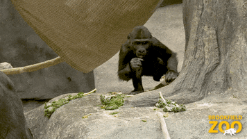 Climbing Leaving Now GIF by Brookfield Zoo