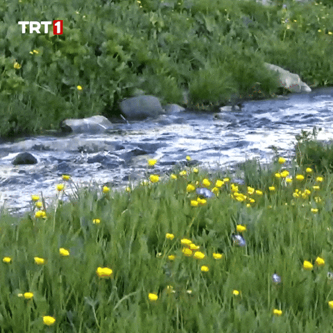 Camping Good Morning GIF by TRT by trt_network