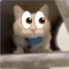 Cat Eyes GIF