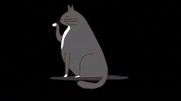 Grey Cat GIF by eh sisters