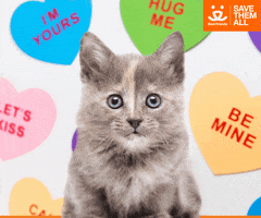 Valentines Day Love GIF by Best Friends Animal Society