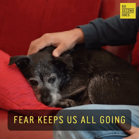 Dog Motivation GIF by 60 Second Docs