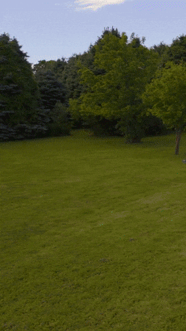 Frisbee Dog GIF