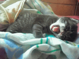 200.gif?cid=f0bdee70o4wf3s8cfxbdkkwgr524cou2rwavgb93n9b24wlb&rid=200.gif&ct=g