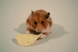 mouse eating GIF