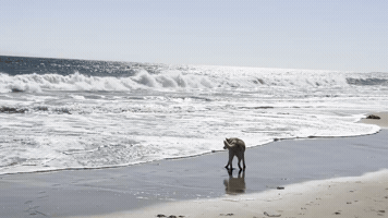 Mila GIF