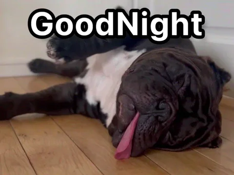 Good Night 犬 GIF