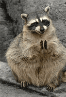 Clapping Raccoon GIF