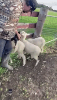 Sheepdog Pup Displays 'Natural Instinct' for Herding at South Australia Farm