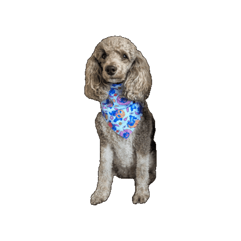 Summer Poodle Sticker by Geekster Pets