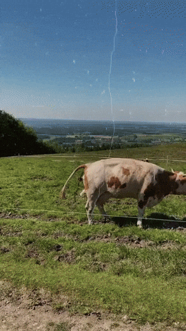 Bullshit Rosenheim GIF by socialPALS