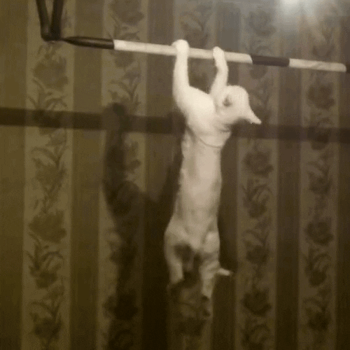 cat doing GIF