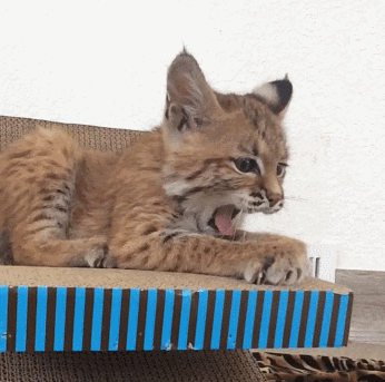 kitten yawn GIF