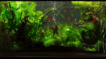 Film GIF