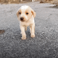 Adorable puppy GIFs - Find & Share on GIPHY