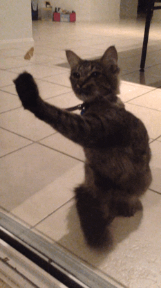 cats
