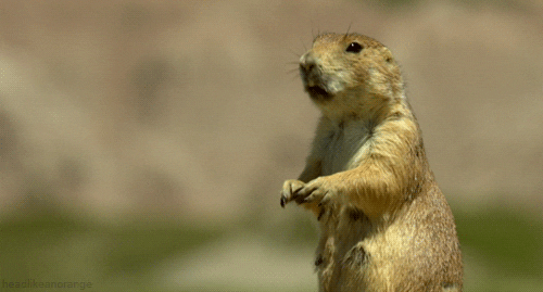 Prairie Dog Rodent GIF by Head Like an Orange - Find & Share on GIPHY