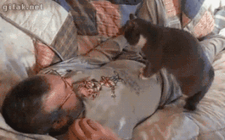 cat cpr GIF
