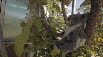 200.gif?cid=fc005b081d27b7e72882ddbff3aebb4fa271895a1271cfaa&rid=200.gif&ct=g