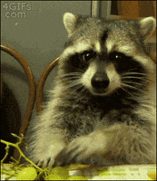 raccoon eating GIF