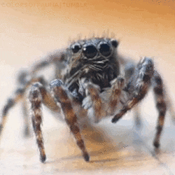 Spider Gifs Get The Best Gif On Giphy