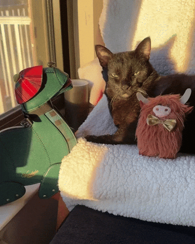 Scotland Scottish GIF