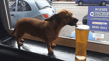 thirsty drinking beer GIF