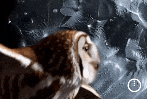 Midnight GIF
