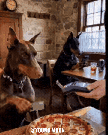 Golden Retriever No GIF