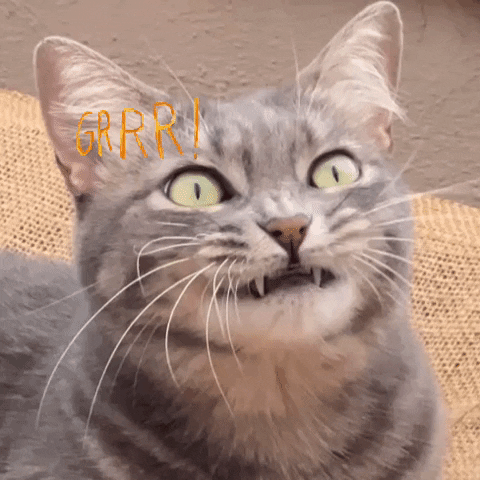 funny animals angry cat gif