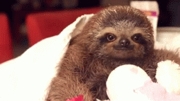 Baby-animal GIFs - Get the best GIF on GIPHY
