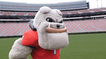 Sports gif. Georgia Bulldogs mascot stands on an empty football field, nodding and tapping his temple wisely.